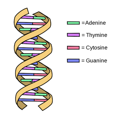 DNA